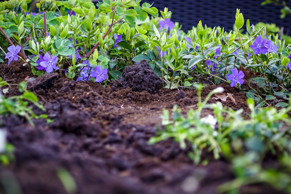 potager potager